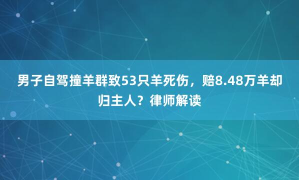 男子自驾撞羊群致53只羊死伤，赔8.48万羊却归主人？律师解读